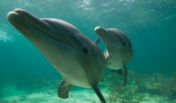 Denise Herzing and the Wild Dolphin Project breaking new ground in human-dolphin communication