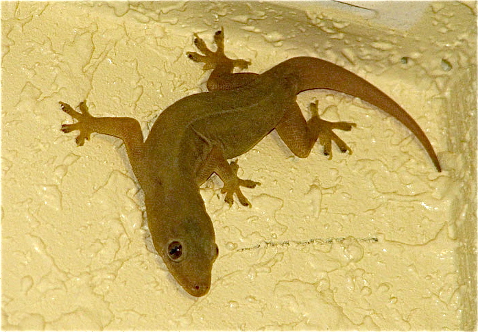 Illegal trade in gecko lizards leads to arrest of six who were about to ship 1,600 out of the Philippines